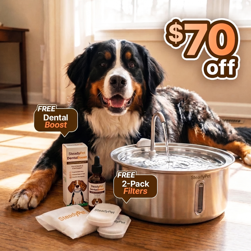 Steadypet Fountain with a Bernese mountain dog — $70 off, free Dental Boost and free 2-pack of filters