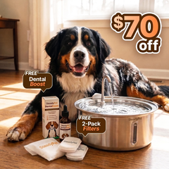 Steadypet Fountain with a Bernese mountain dog — $70 off, free Dental Boost and free 2-pack of filters